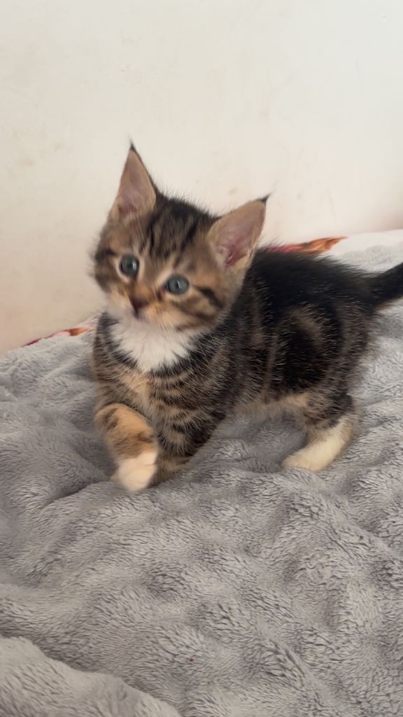 Kittens ready 