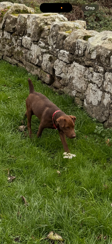 Patterdale fell terrier 6 month old 