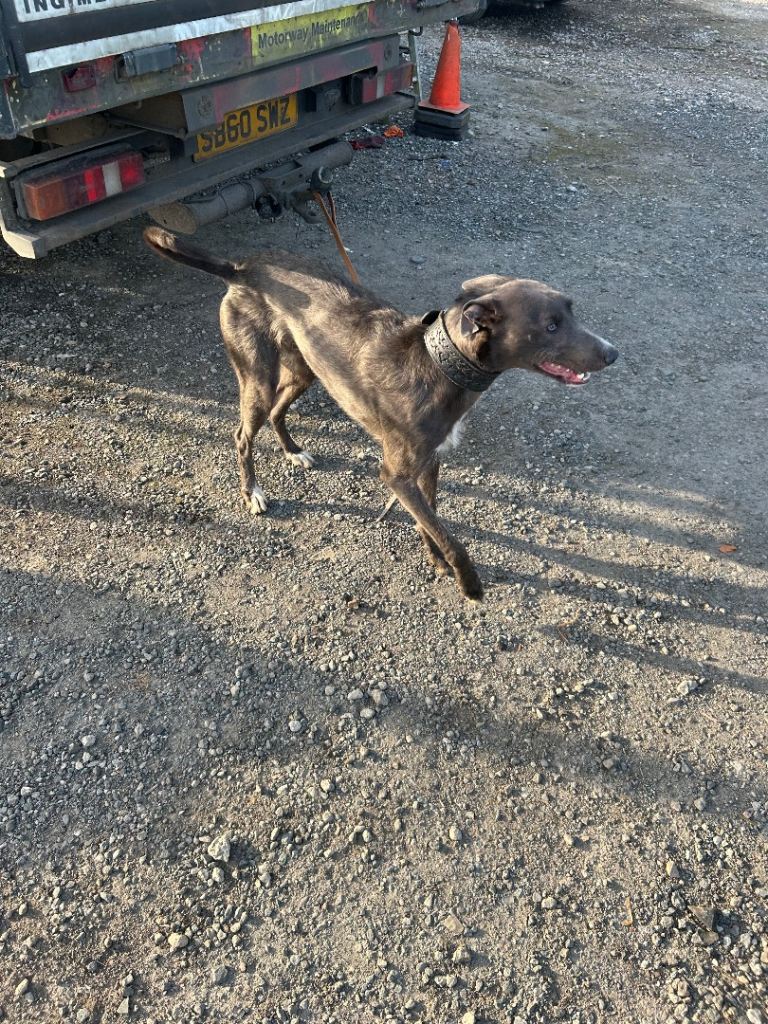 Young Deer bull grey Lurcher . Working or pet 