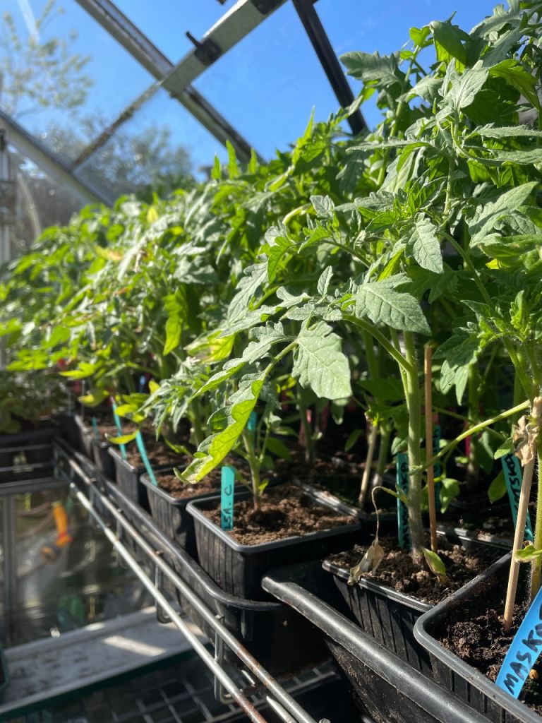 Tomato Plants 