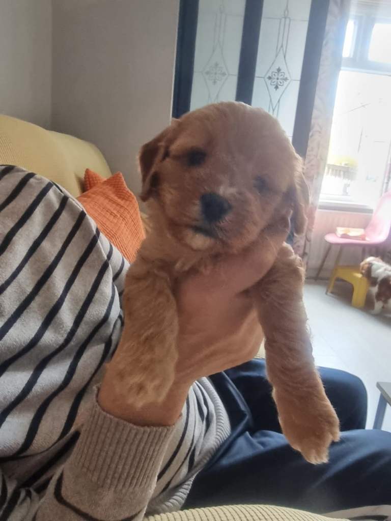 Gorgeous Healthy Cavapoo Puppies