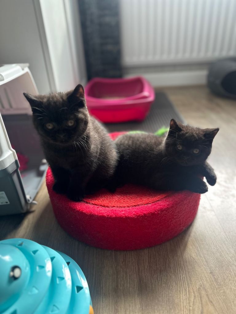 GCCF Registered kittens for sale  