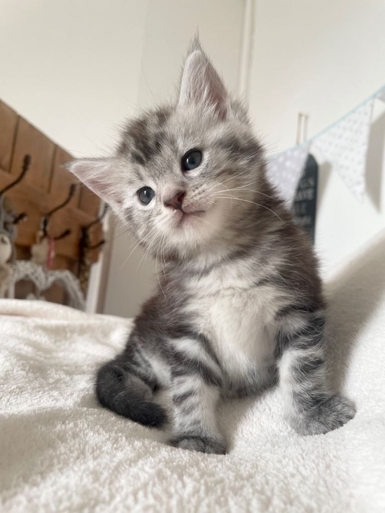 Silver tabby Maine Coon x Kittens