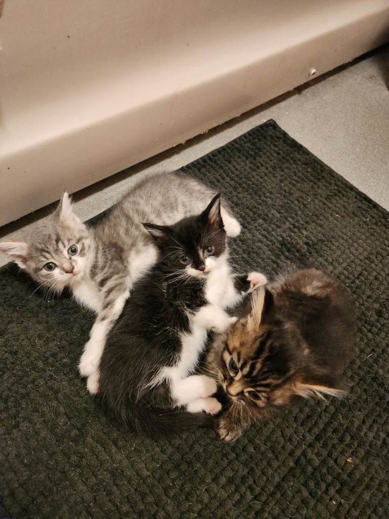 Cute kittens 