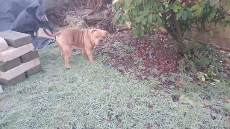 Pocket Bully 13 Months Old, Male