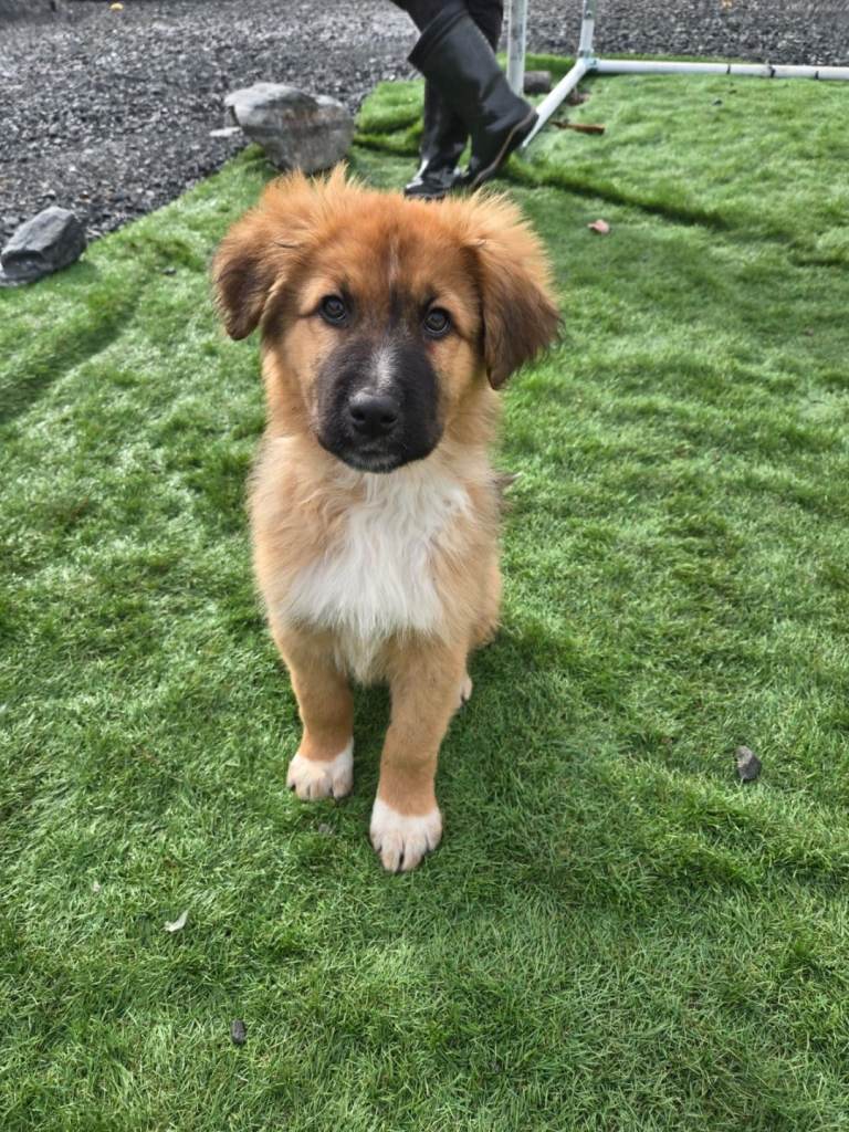 Highland sheppards puppies !!!