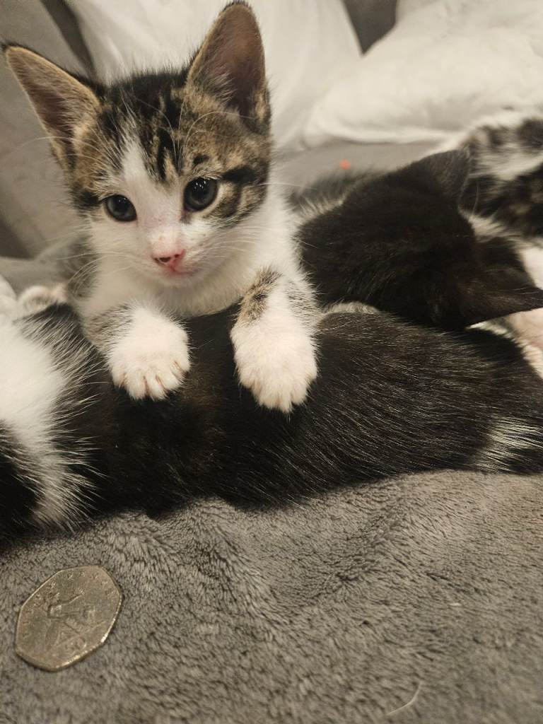 Sweet kittens