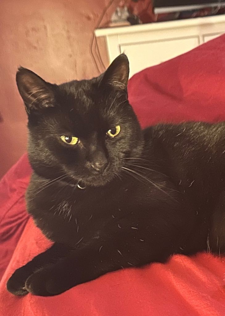 Looking for a quiet home for our beautiful Bagheera