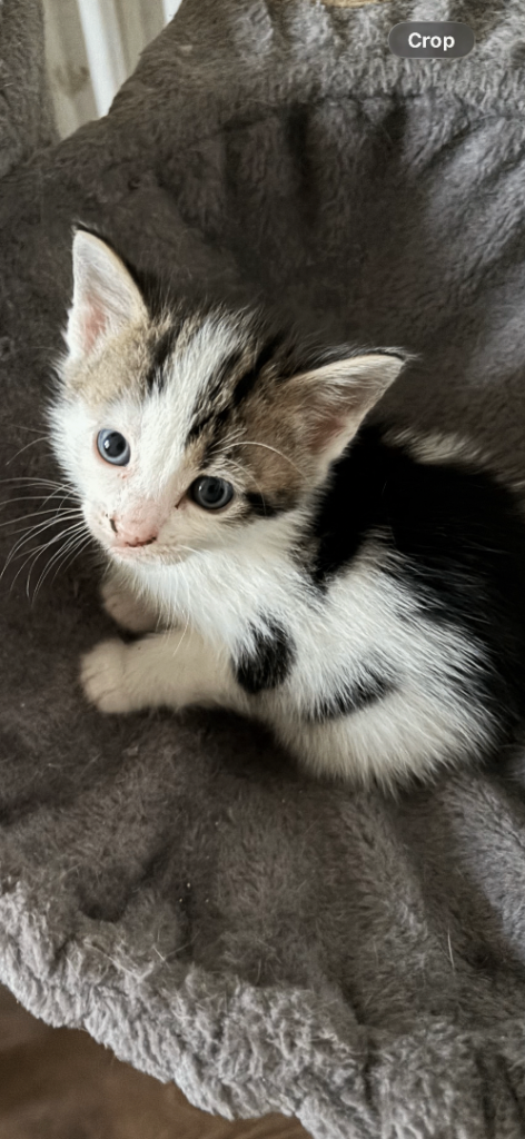  5 Beautiful Kittens