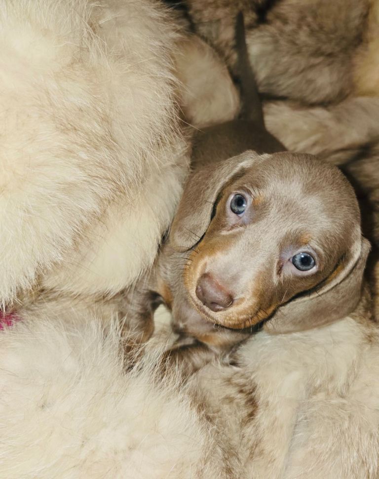 Kc Miniature Dachshunds 2 Girls Left!