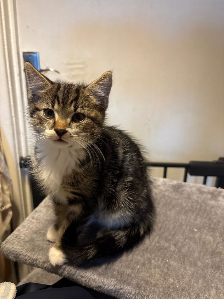 kittens for sale