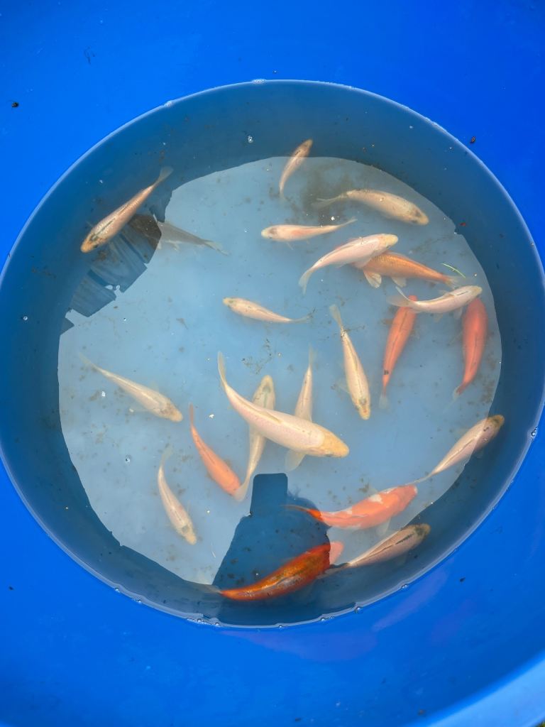 koi for sale 