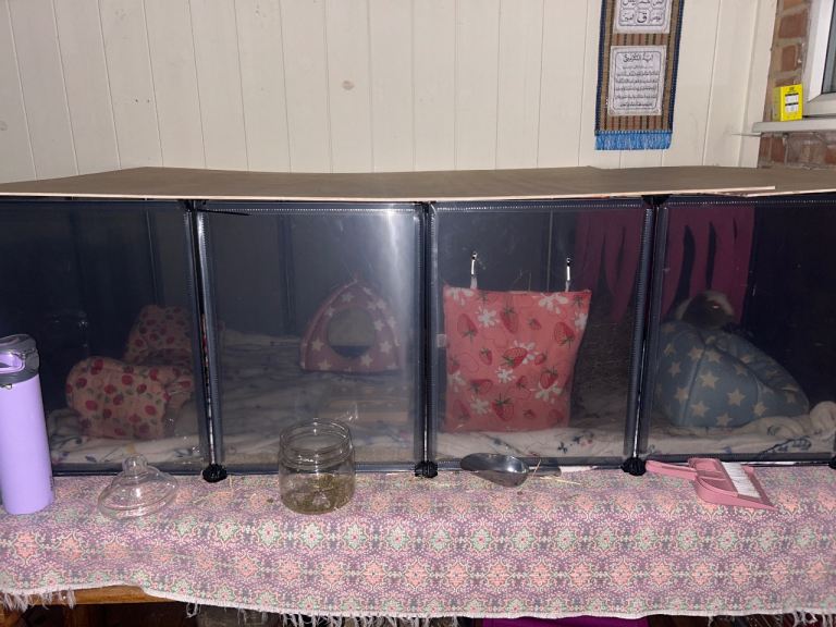 Guinea pigs 2 boys George and Bruno with extras 