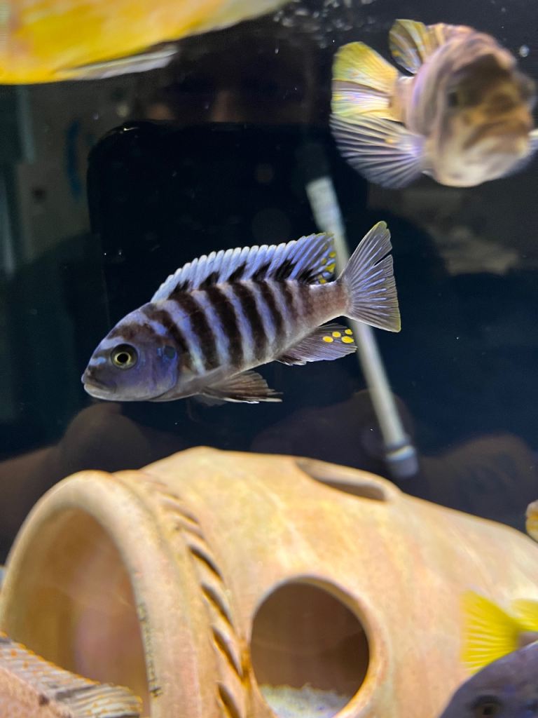 Malawi Mbuna Juveniles for sale