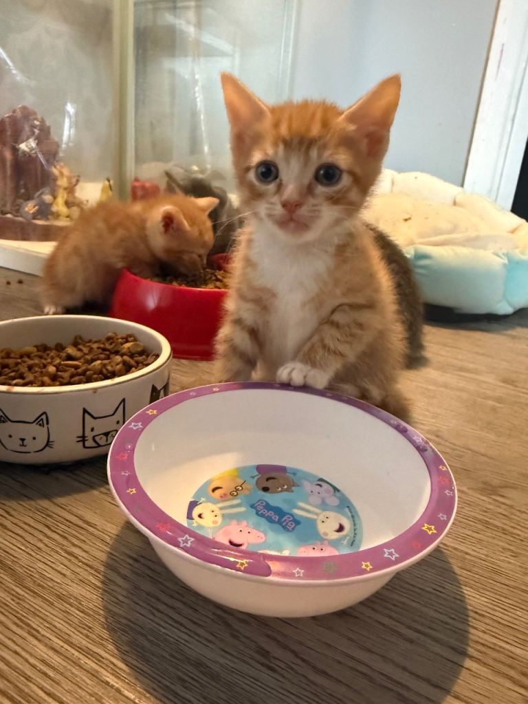 7 beautiful tabby kittens for sale. Ready 13th May 