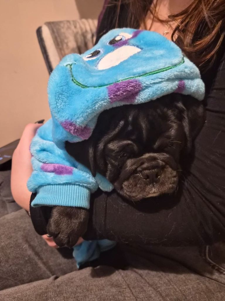 4 month old pug/bulldog