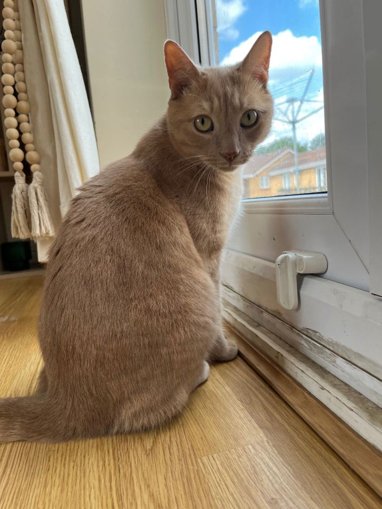 Male cat for rehoming. 
