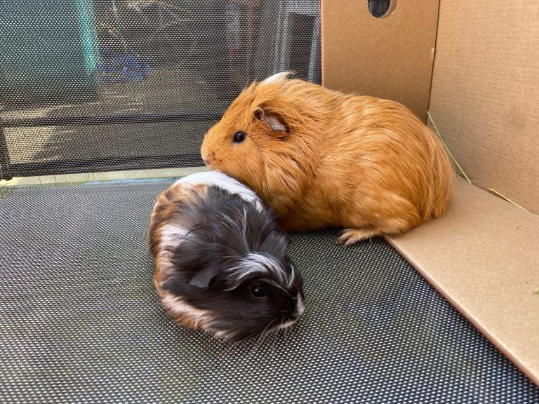 Baby and 6/7mth old boy Guinea pigs