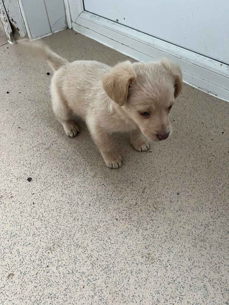 Jack Russell x patterdale