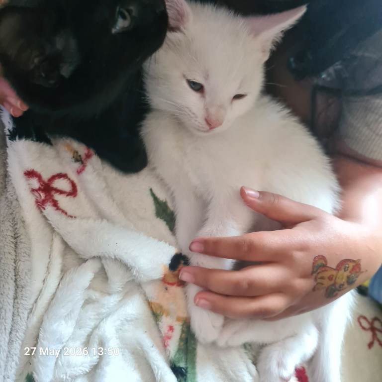 Kittens