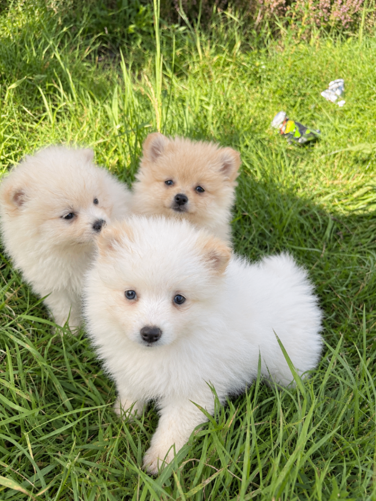 Pomeranians