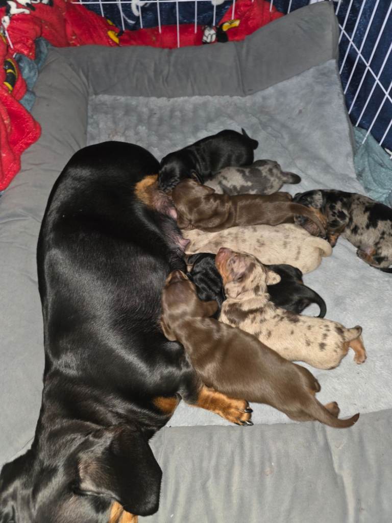 Miniature Dachshund Puppies Seeking Loving Homes