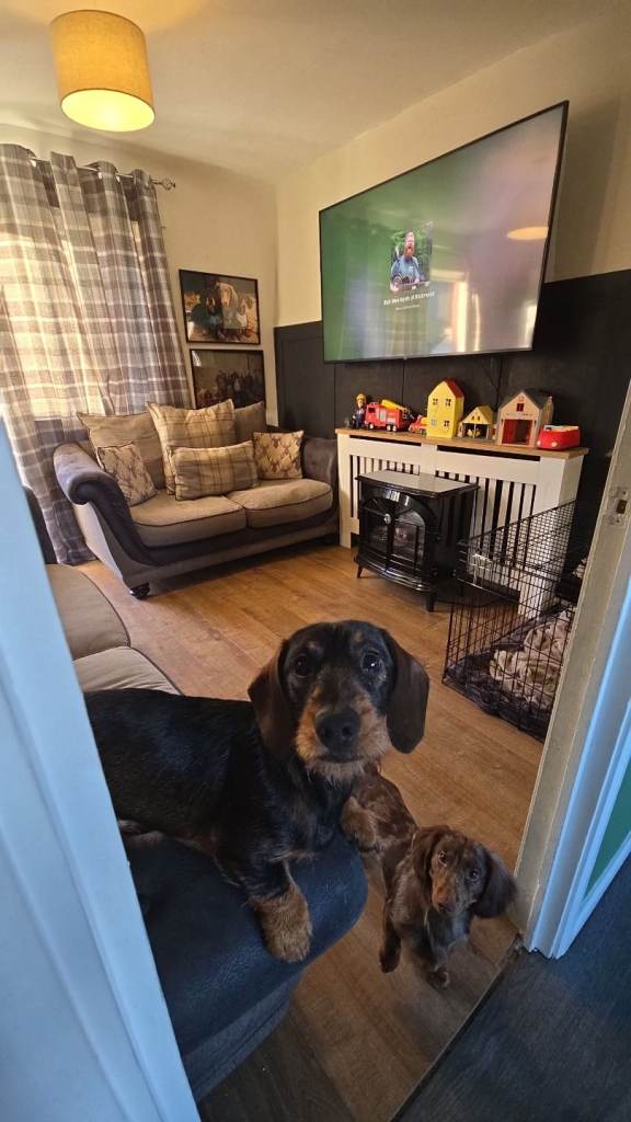 2 Dachshund for sale 