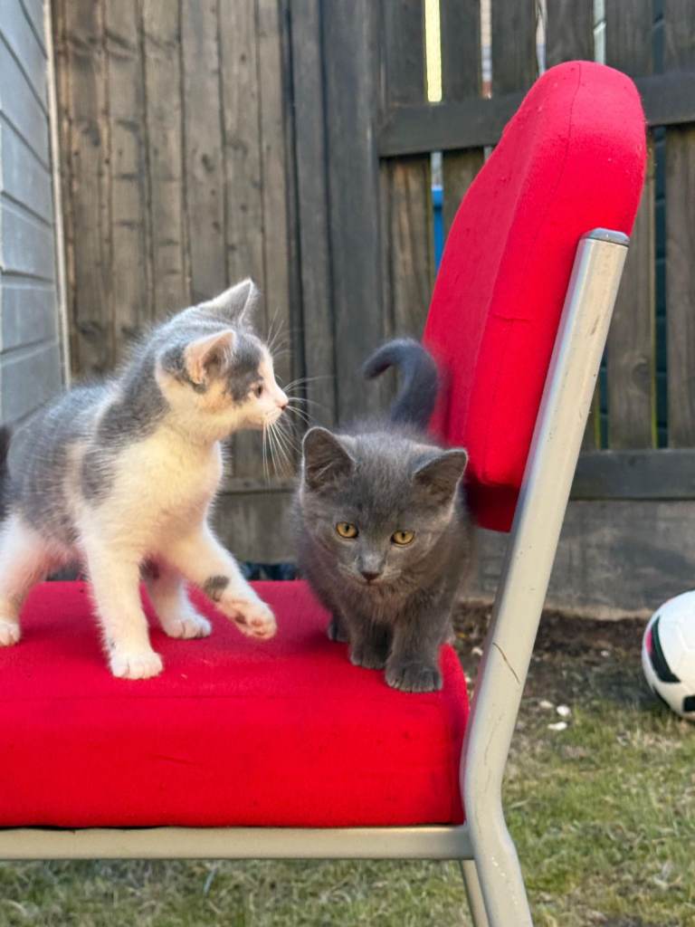 Maine Coon x British Shorthair Kittens