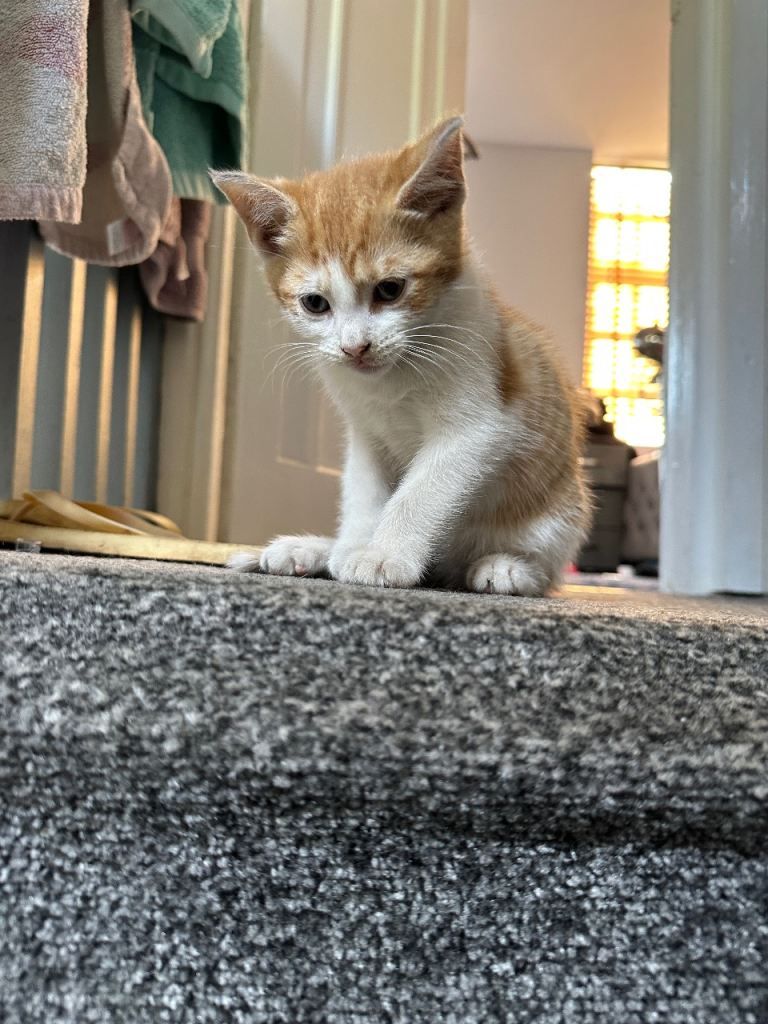Kitten for sale