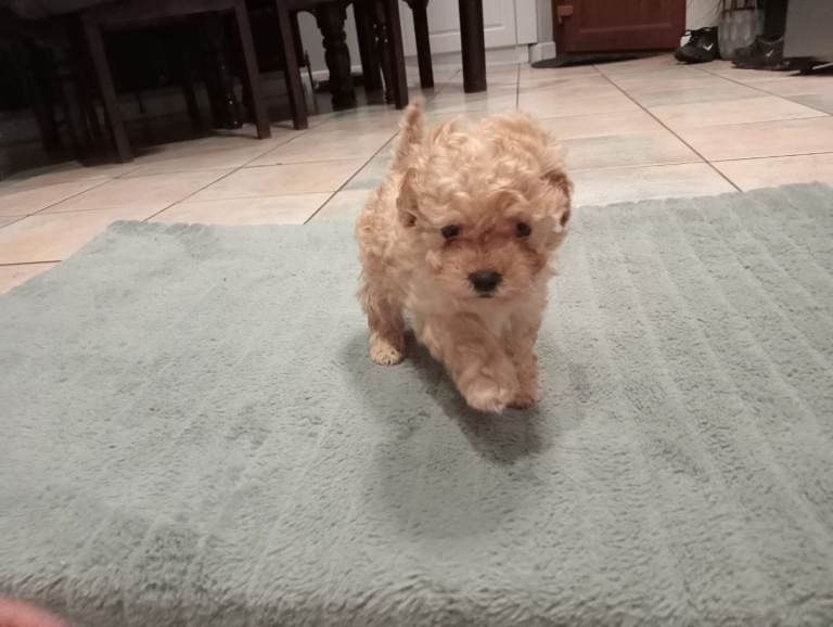Toy poodle apricot female