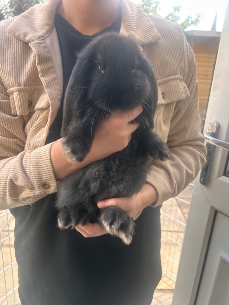 Last one - pure bred giant French lop rabbit 