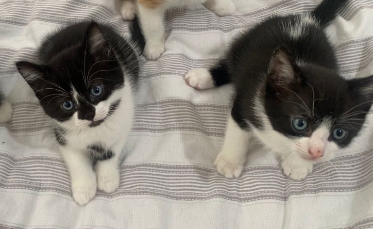 Cute Ragdoll mix kittens 