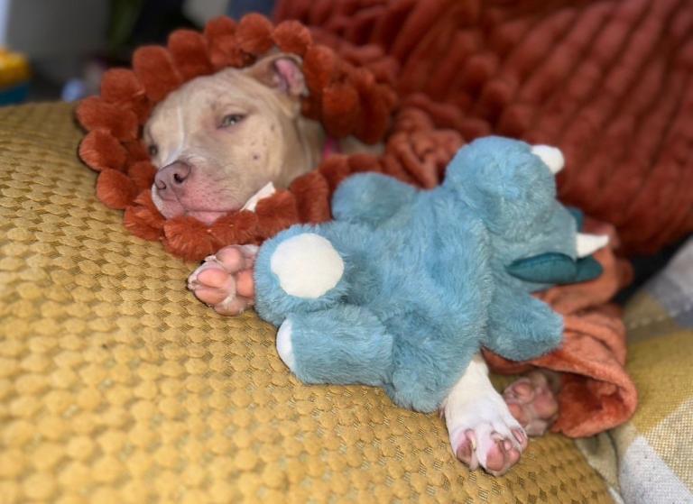 Maggie(pocket bully)