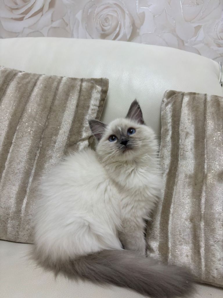 Pedigree Ragdoll Kittens Ready Now 