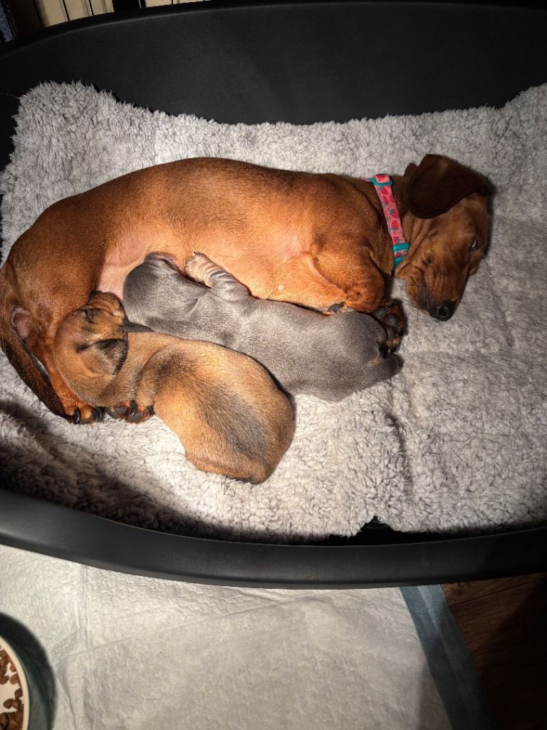 Miniature dachshund (1girl left)