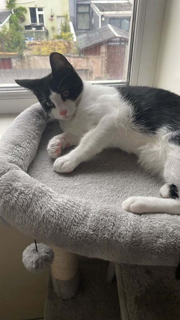 Cat for sale 