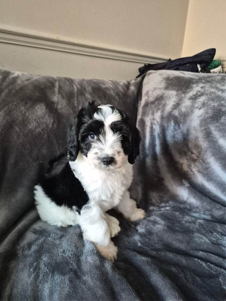 🐶 Cavapoo Puppies for Sale 🐶