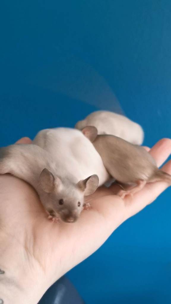 Fancy mice 