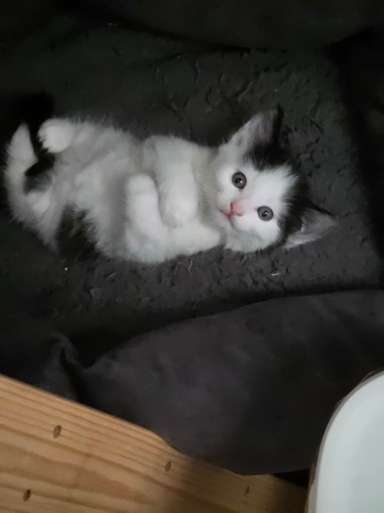 Stunning Long-Haired Kittens – Toilet Trained & Ready Soon