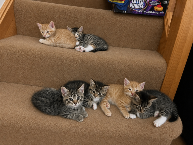 Kittens 
