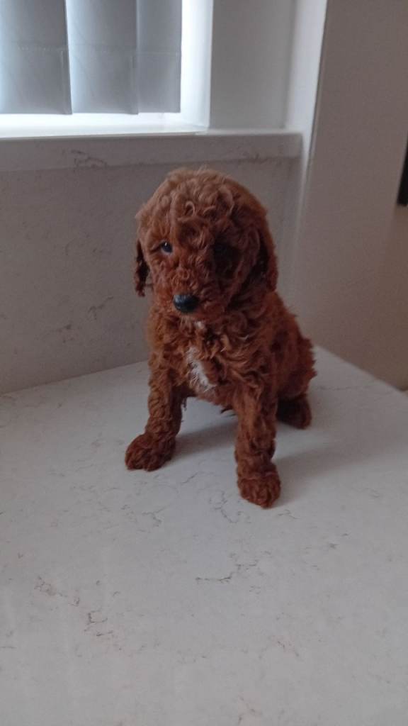 Cavapoo puppies ....deep red.....