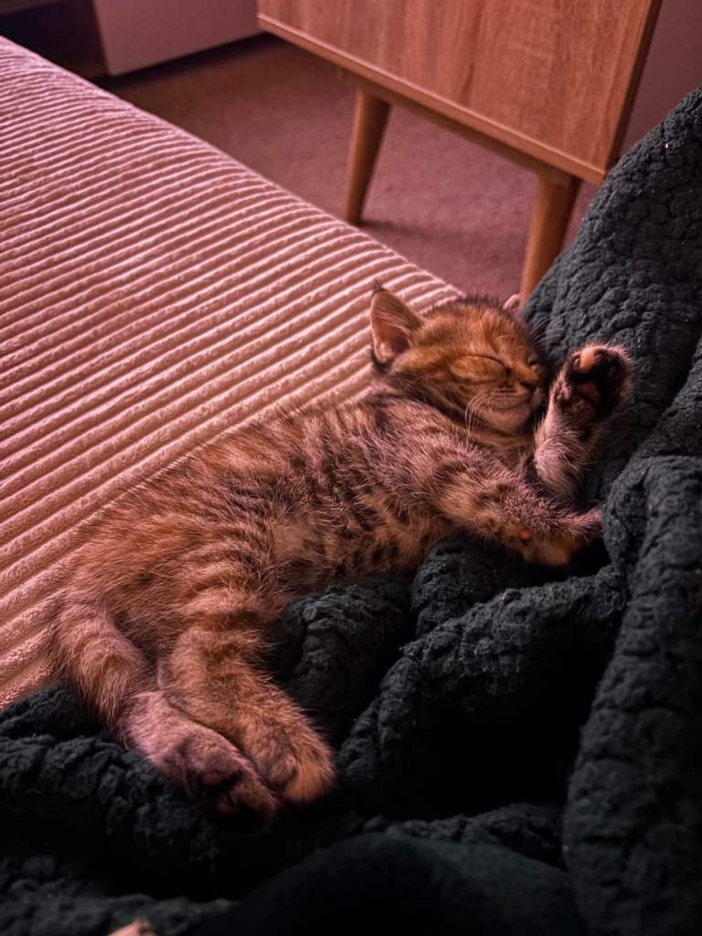 Two tortoise shell kittens available now