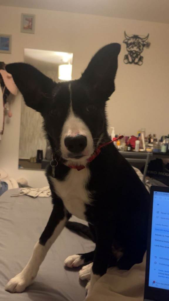 Border Collie for sale