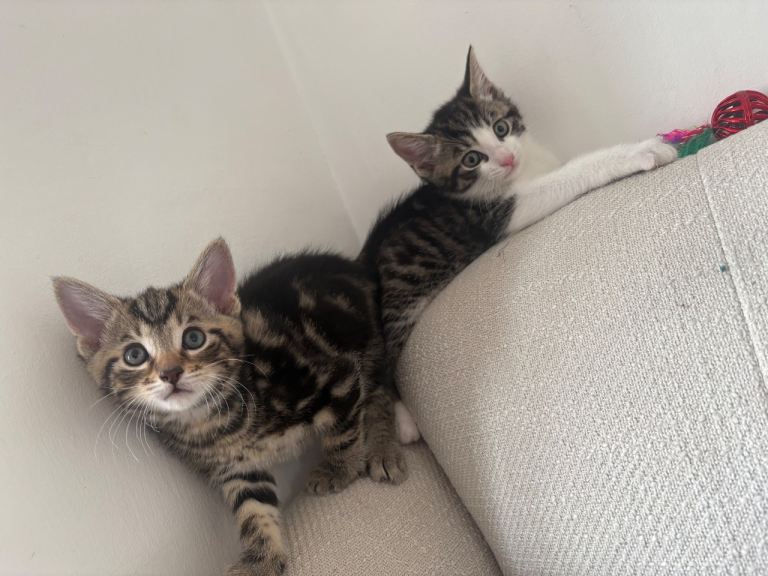 Two adorable tabby and white kittens 