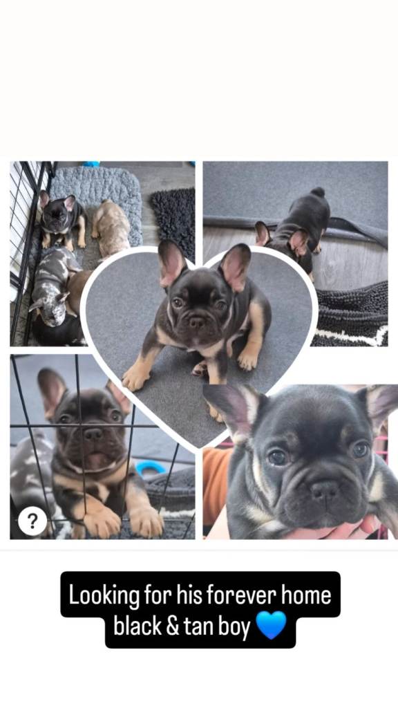 FRENCH BULLDOG PUPPIES