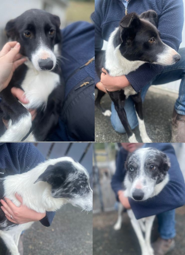 Collies forsale