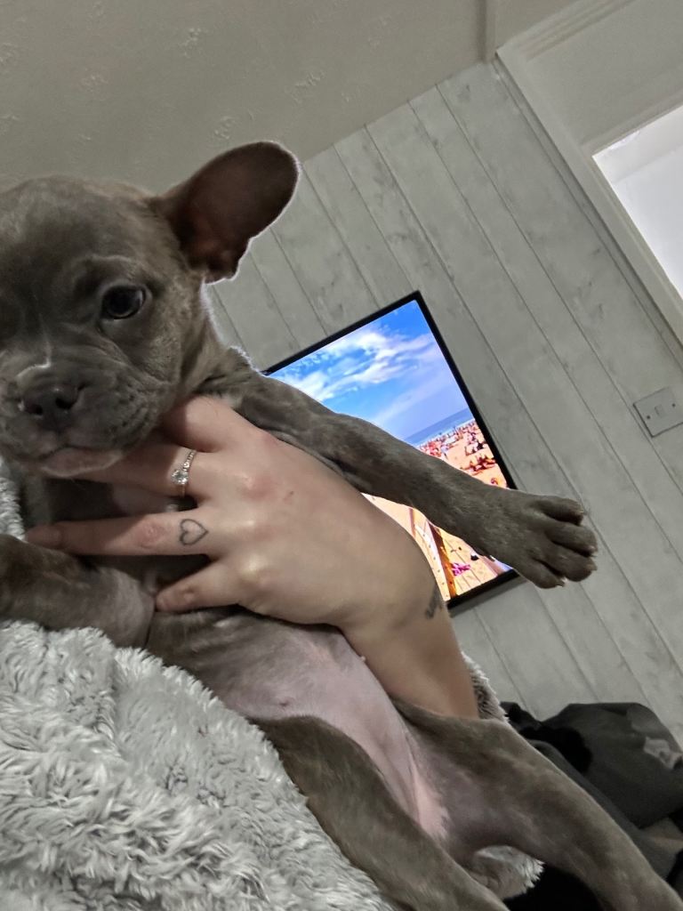 2 French Bulldog pups