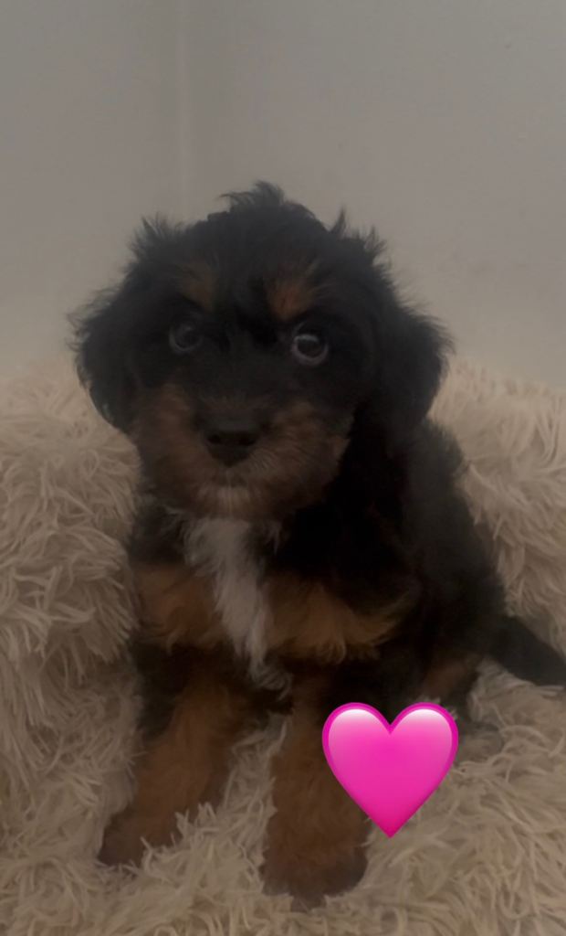 Jackapoo puppies 