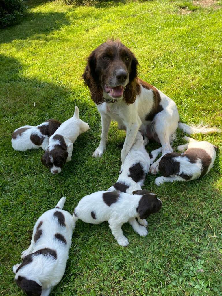Springer Spaniel Puppies, Kilkeel, County Down