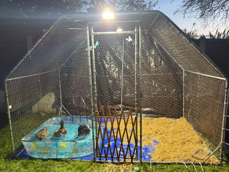 Chicken coop/duck run